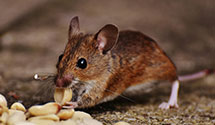 24 Hour & Emergency Exterminators in Rossford, OH